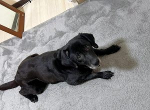 dog-2