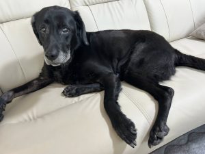 dog-4