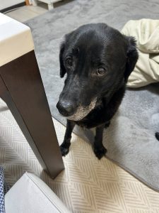 dog-5